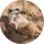 ChiziFlani