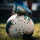 King of soccer