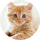 Redcat
